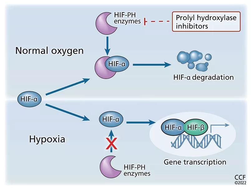PH inhibitors