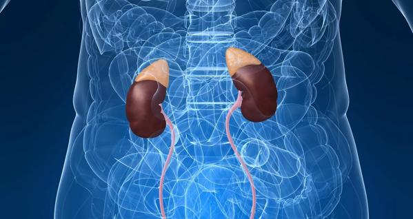 Male urinary system