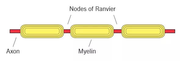 ransohoff-fig1