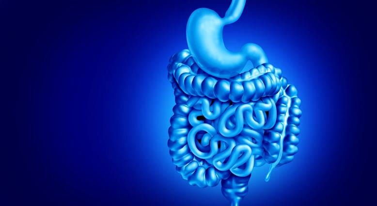 Illustration of digestive system