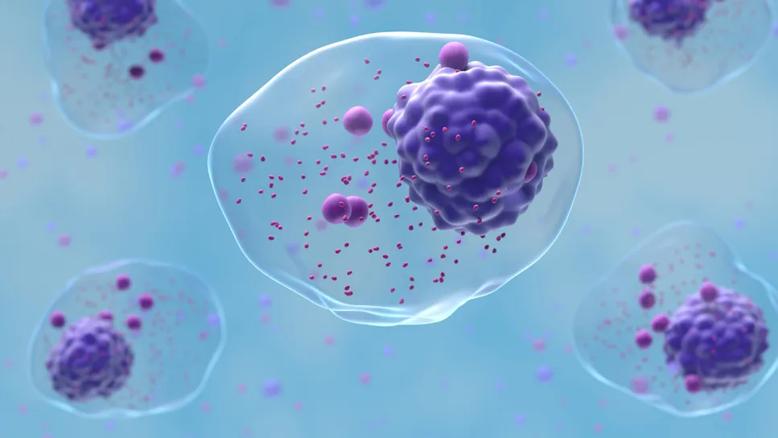 Multiple myeloma cells