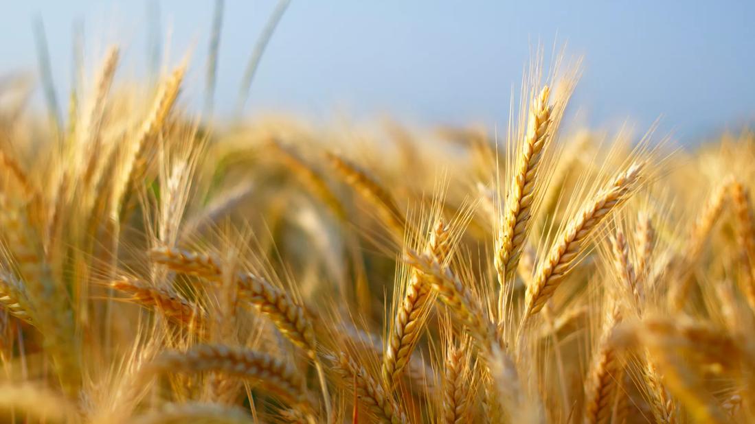 Field of barley