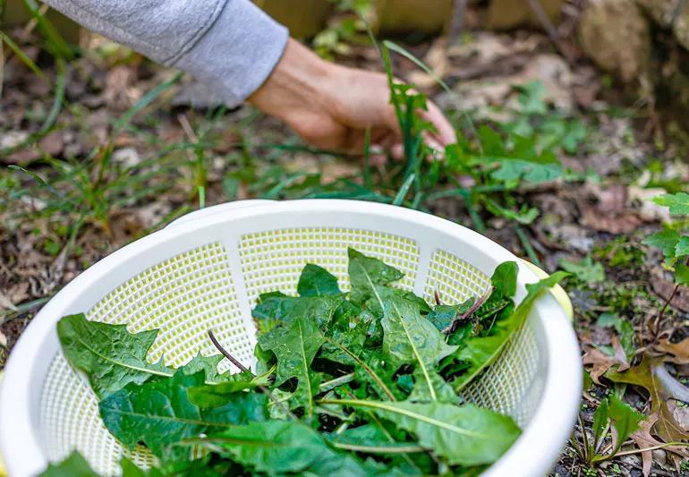 foraging for dandelion leaves