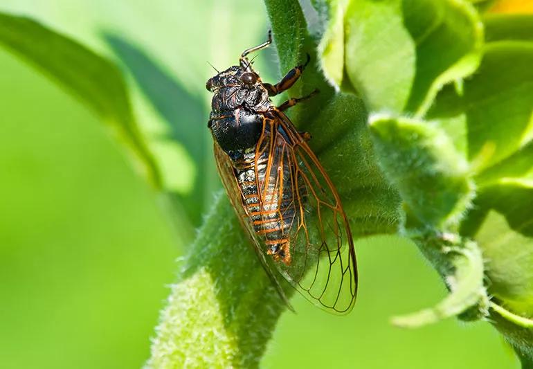 cicada sitting on plant