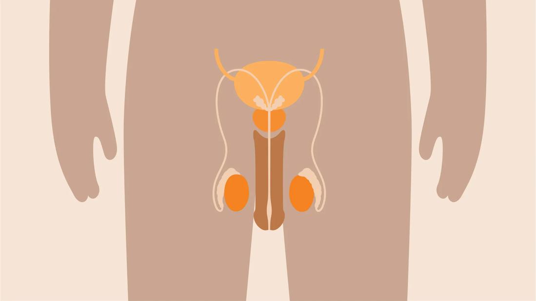 Graphic illustrating a penis and testicles on a body.