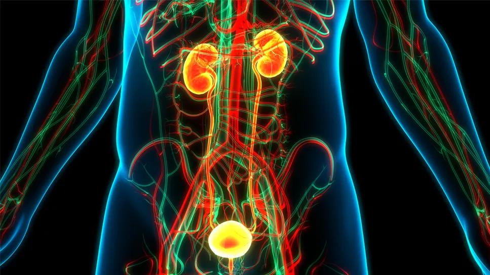 Anatomy of bladder