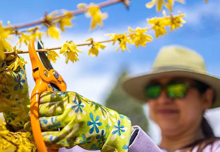 A person gardening clipping vines.