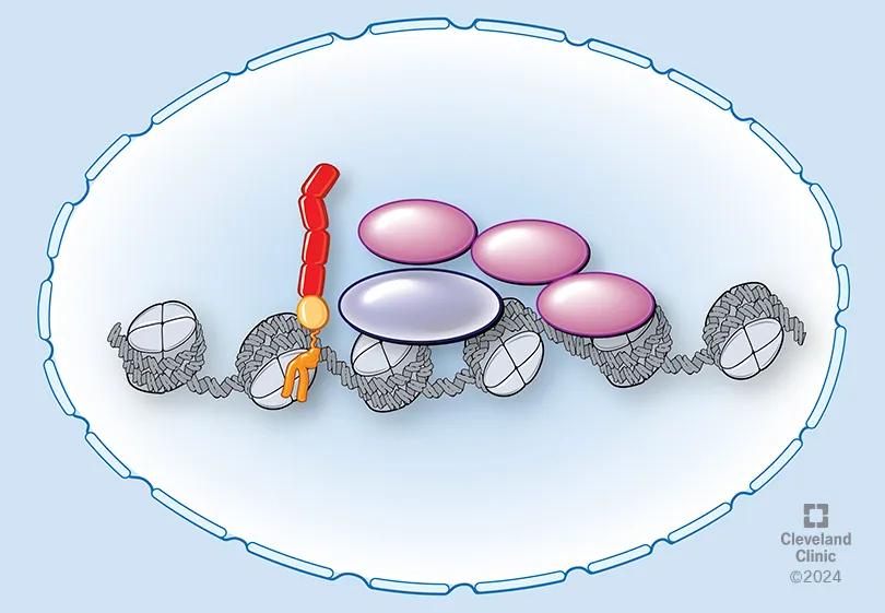 Medical graphic depicting CD55 movement to cell nucleus