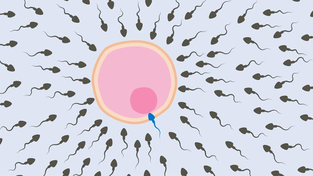 Sperm swimming toward an egg, with one fertilizing it