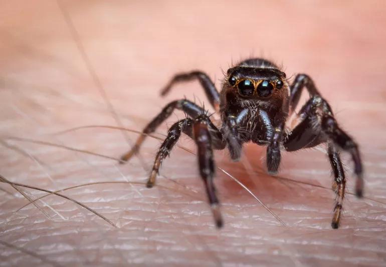 spider on skin