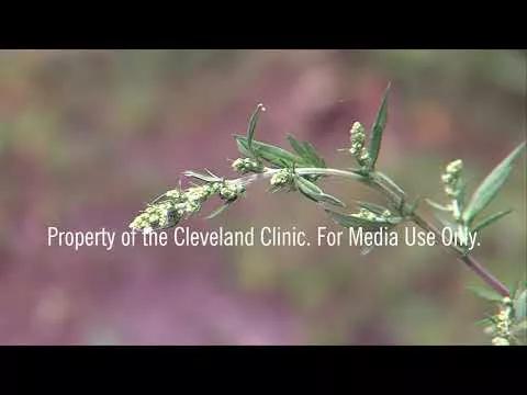 FOR MEDIA Act Now for Ragweed Allergy Relief