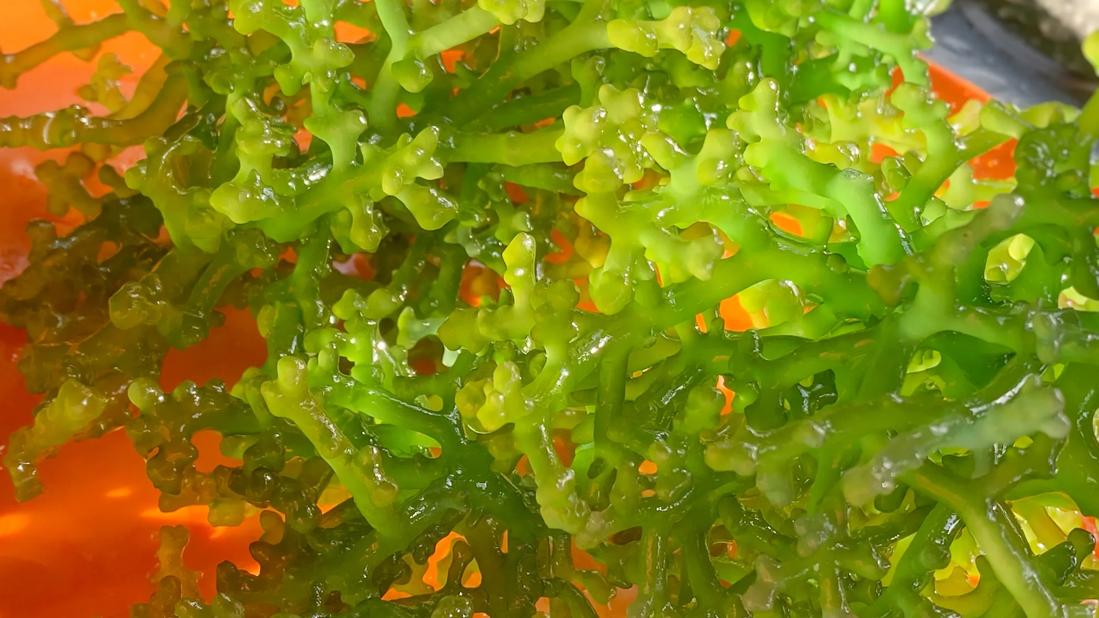 Orange plate of bright green sea moss