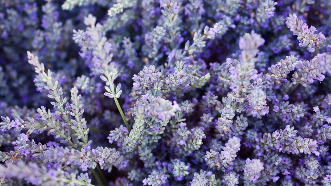 Lavender shrubs