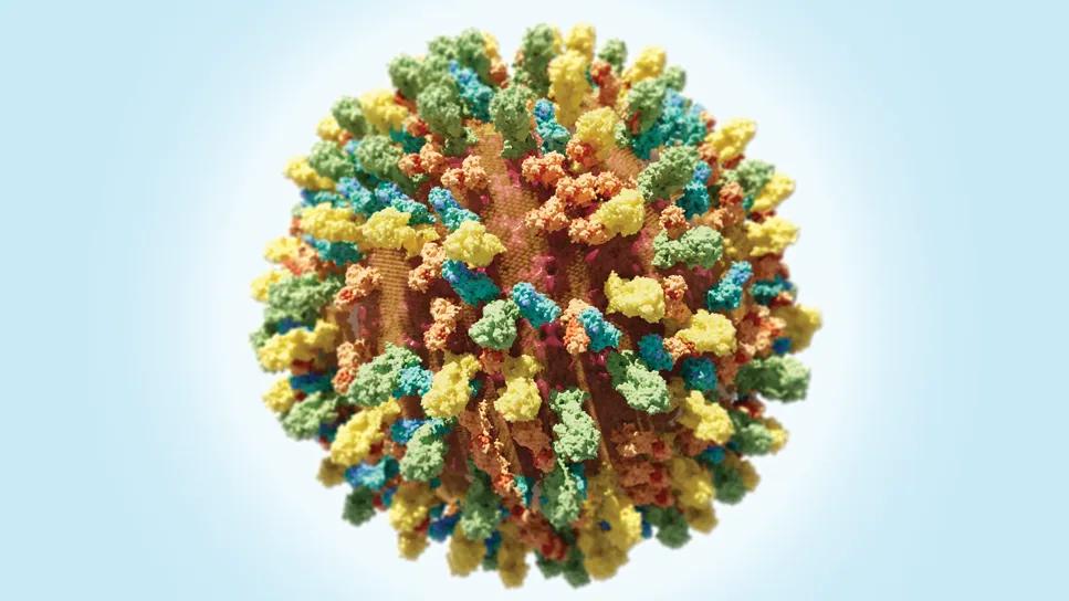 herpesvirus cell in illustrated form