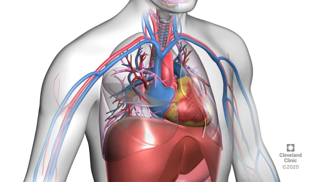 Illustration of lungs, liver and kidneys