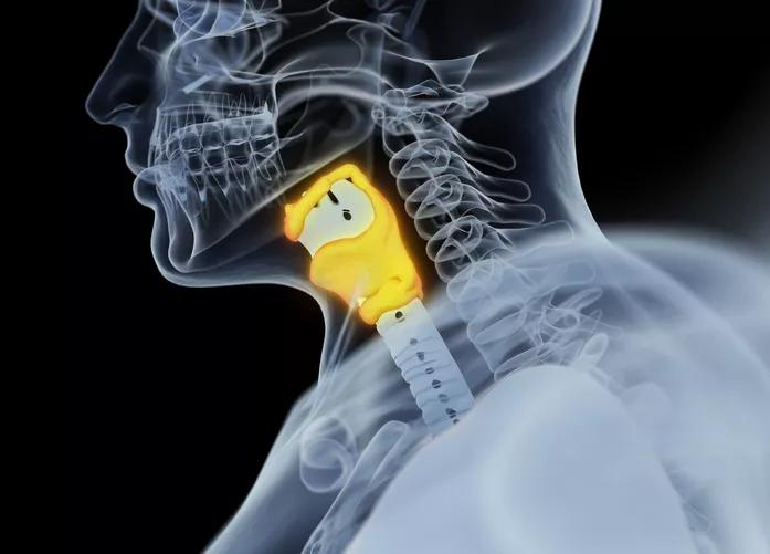 Human thyroid gland. Xray image. 3D illustration.