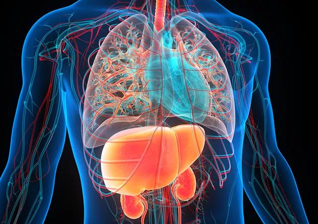 Illustration of lungs, liver and kidneys