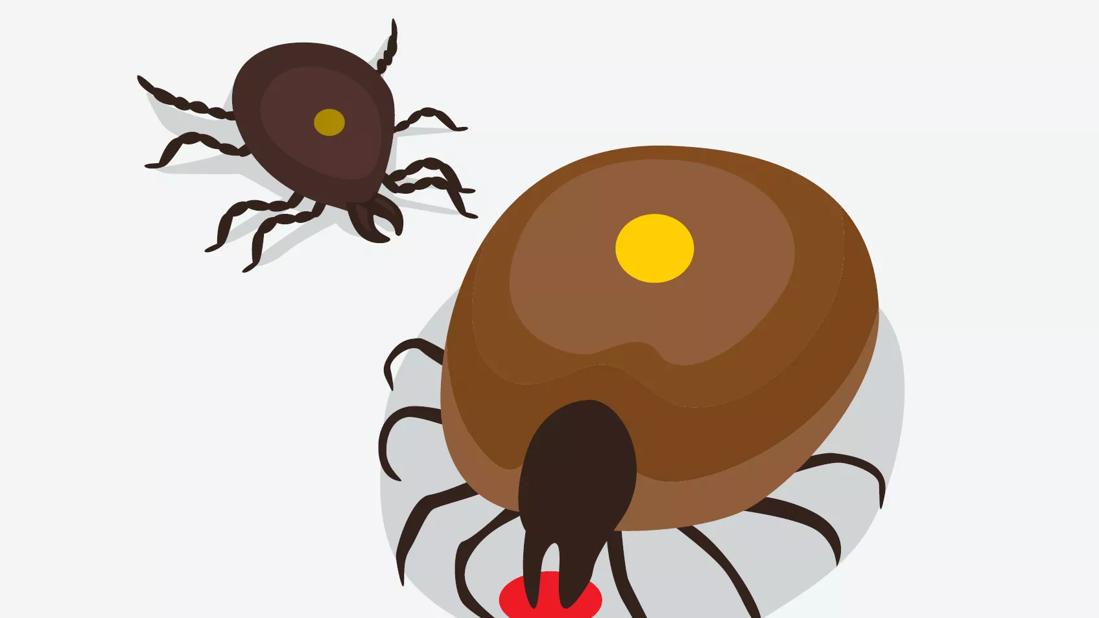 An illustration of two brown ticks with yellow dots on their back