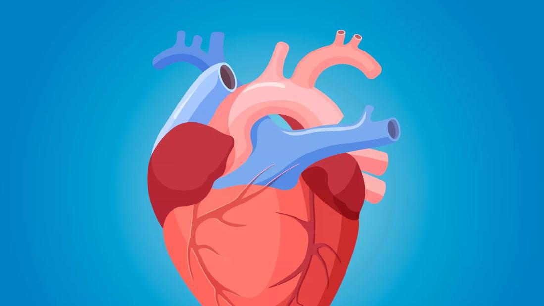 anatomical illustration of a heart against a blue background