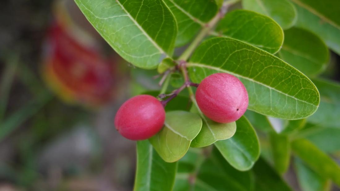 Miracle berry plant