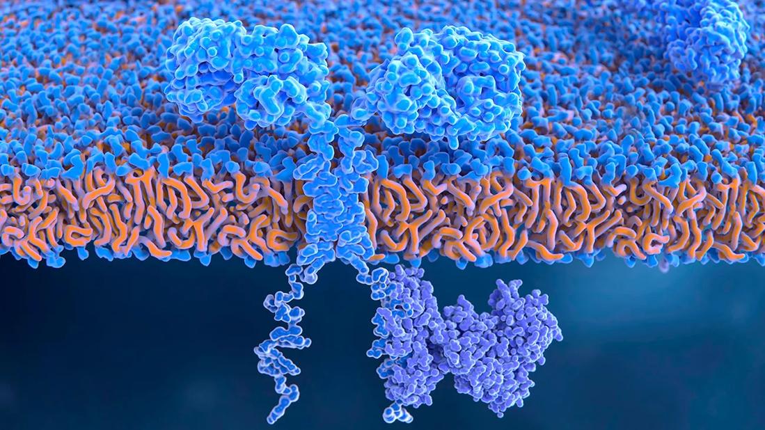 Chimeric antigen receptor on T-cell, illustration