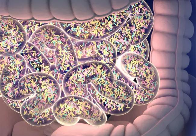 gut microbes in the human intestine