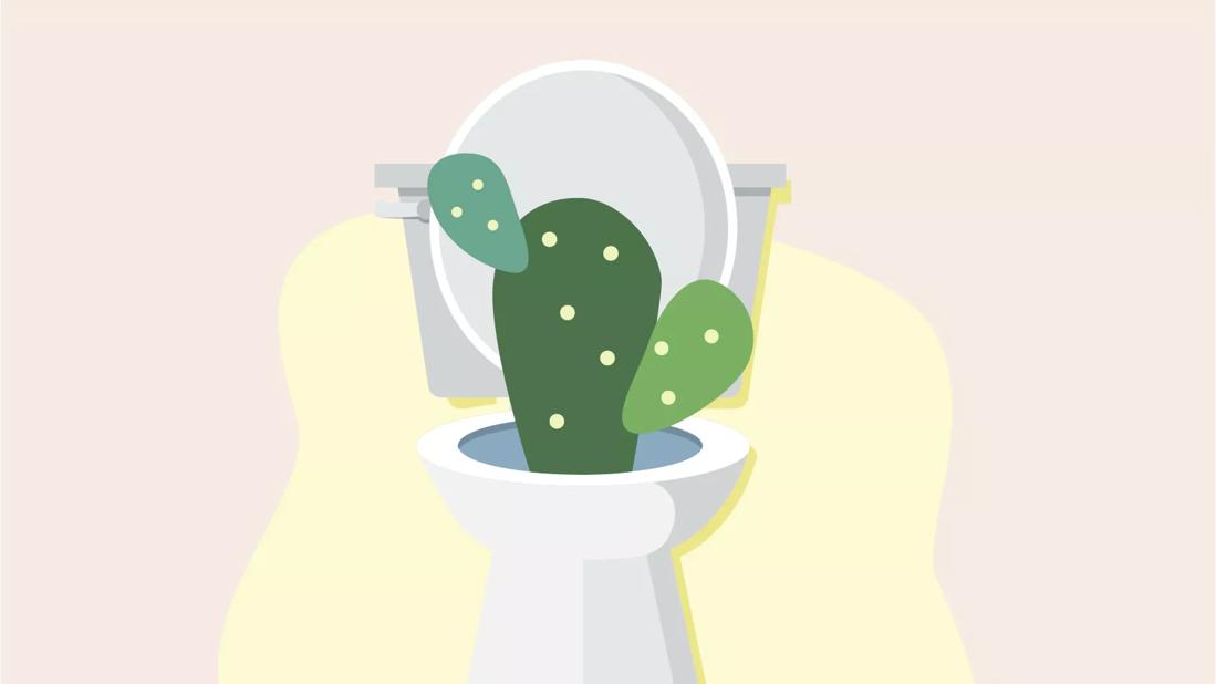 A cactus growing out of a toilet