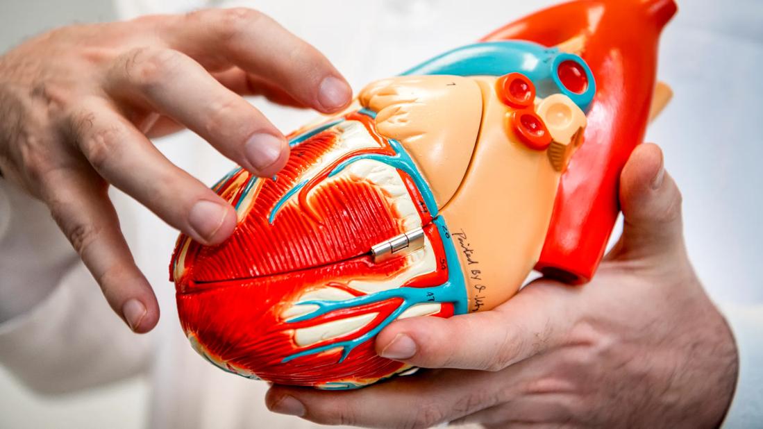 Heart model