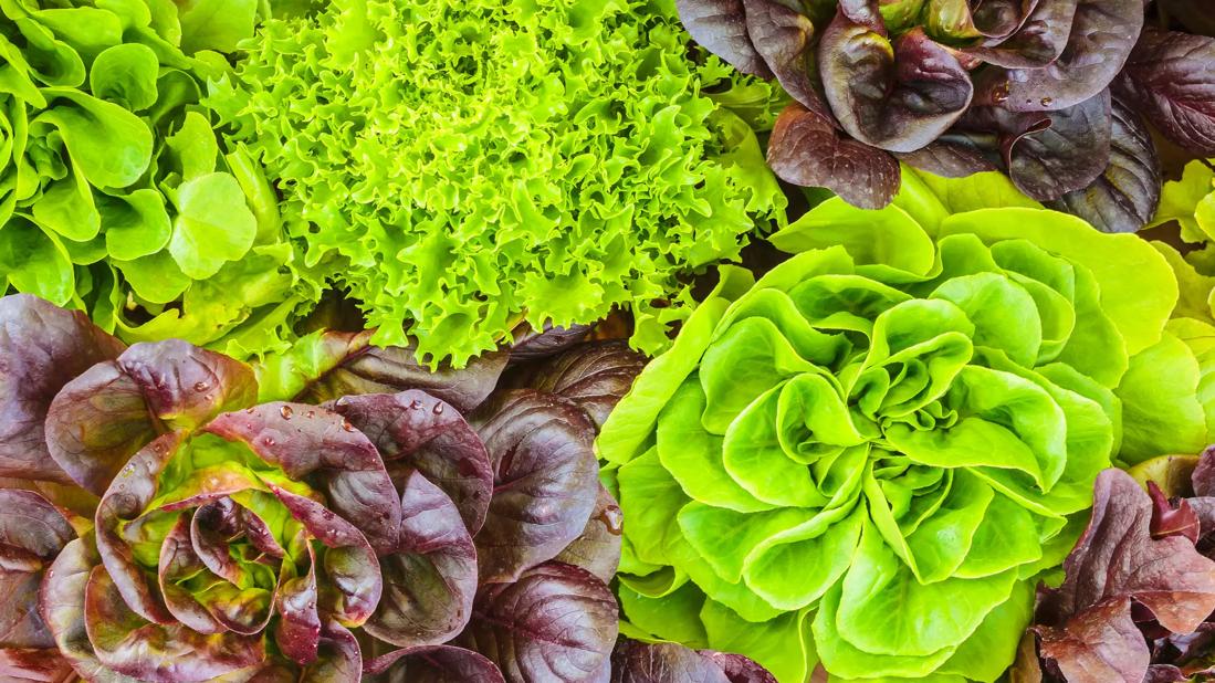 Overhead closeup of various types of lettuce