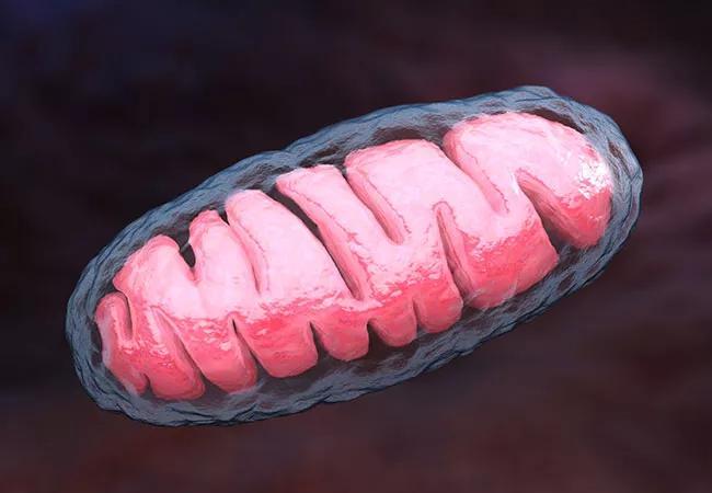 19-NEU-450-mitochondrion-650&#215;450