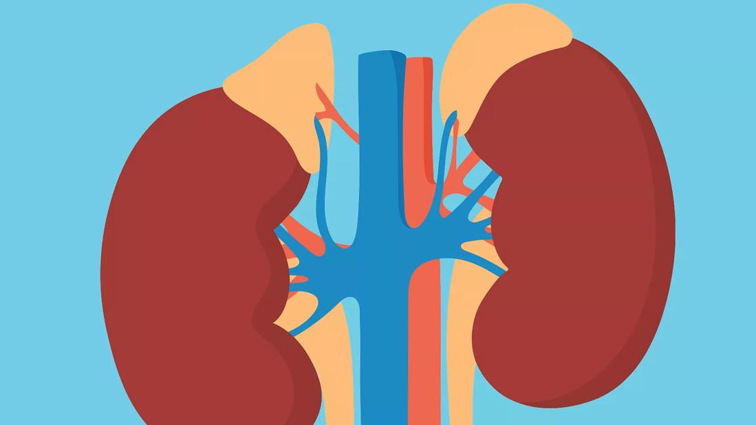 A close up illustration of the adrenal glands