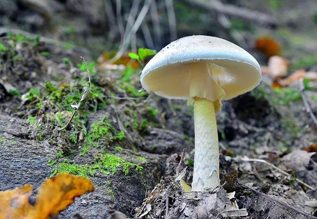 650&#215;450-Radhakrishnan-Amanita-Toxicity-in-Children