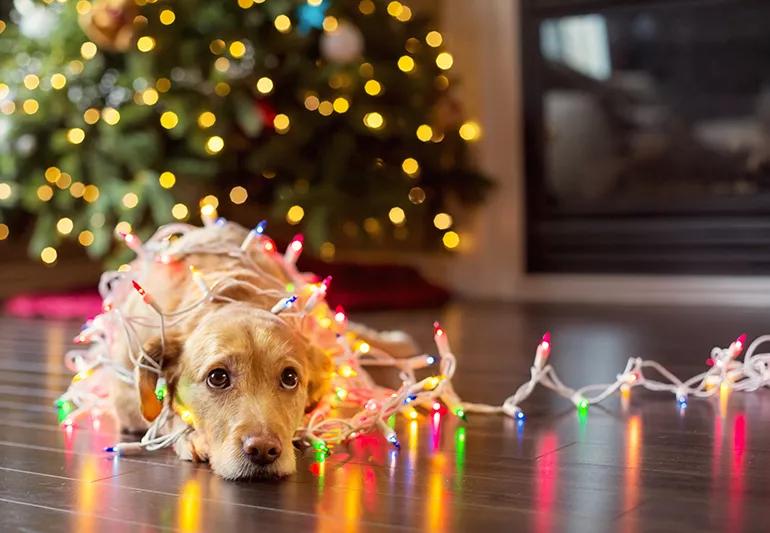 Puppy wrapped up in Christmas Lights