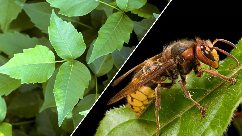 Split screen: poisonous plant/venomous insect