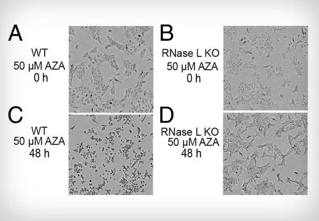 18-LRI-265-silvermanAZA-650&#215;450