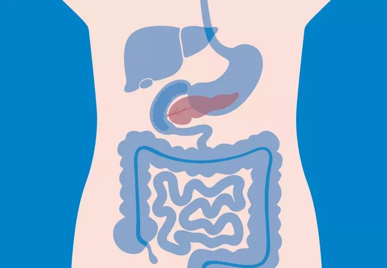 Illustration of the pancreas and where it is in the body