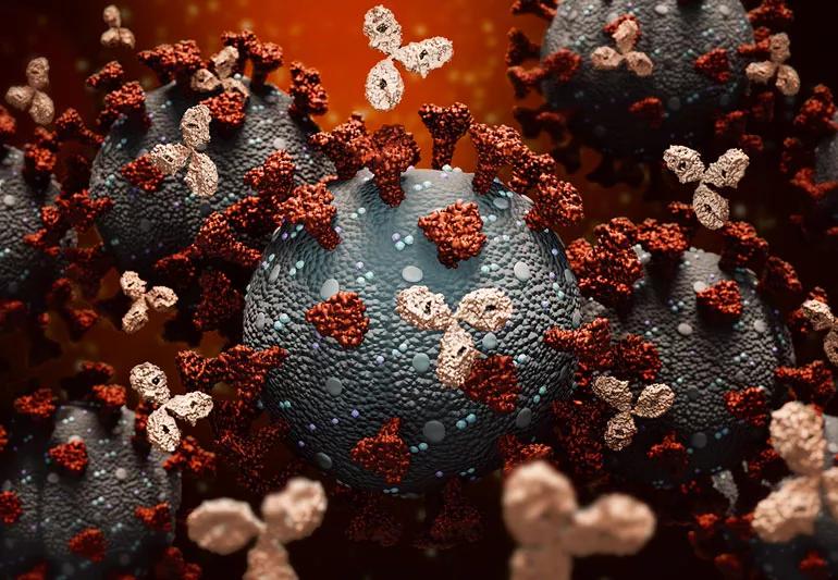 Monoclonal Antibodies attacking coronavirus