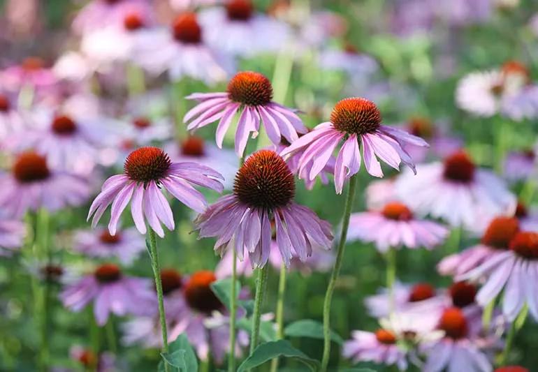 A field of echinacea flowers.