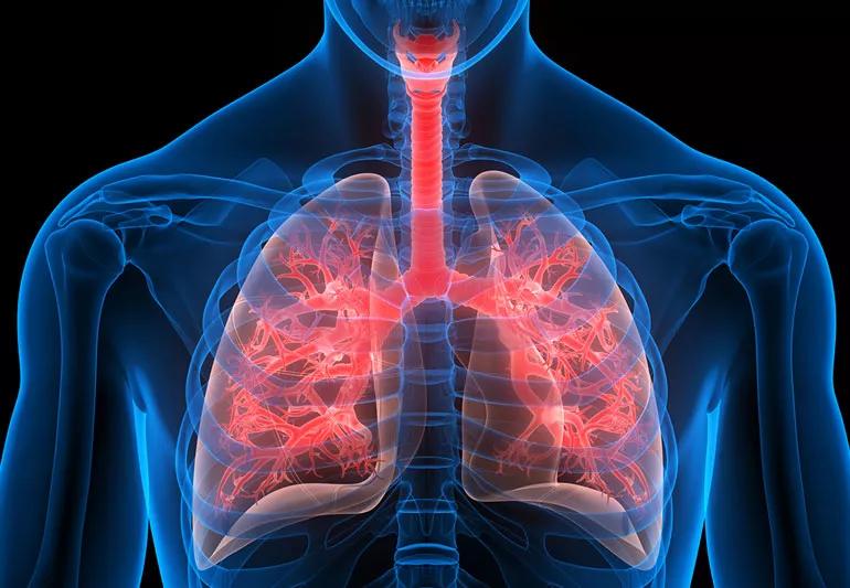 illustration of lungs in the human body