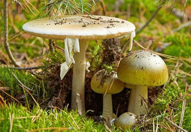 a death cap mushroom