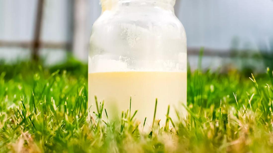 Jar of raw glass sitting in grass