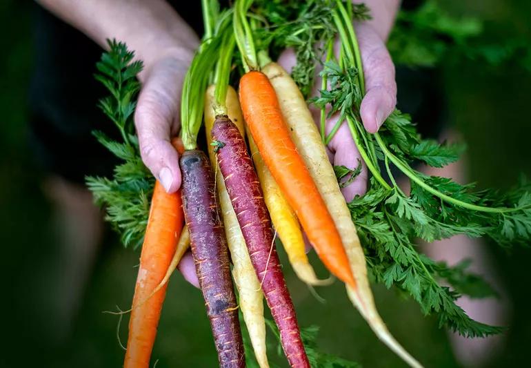 holding multicolored carrots