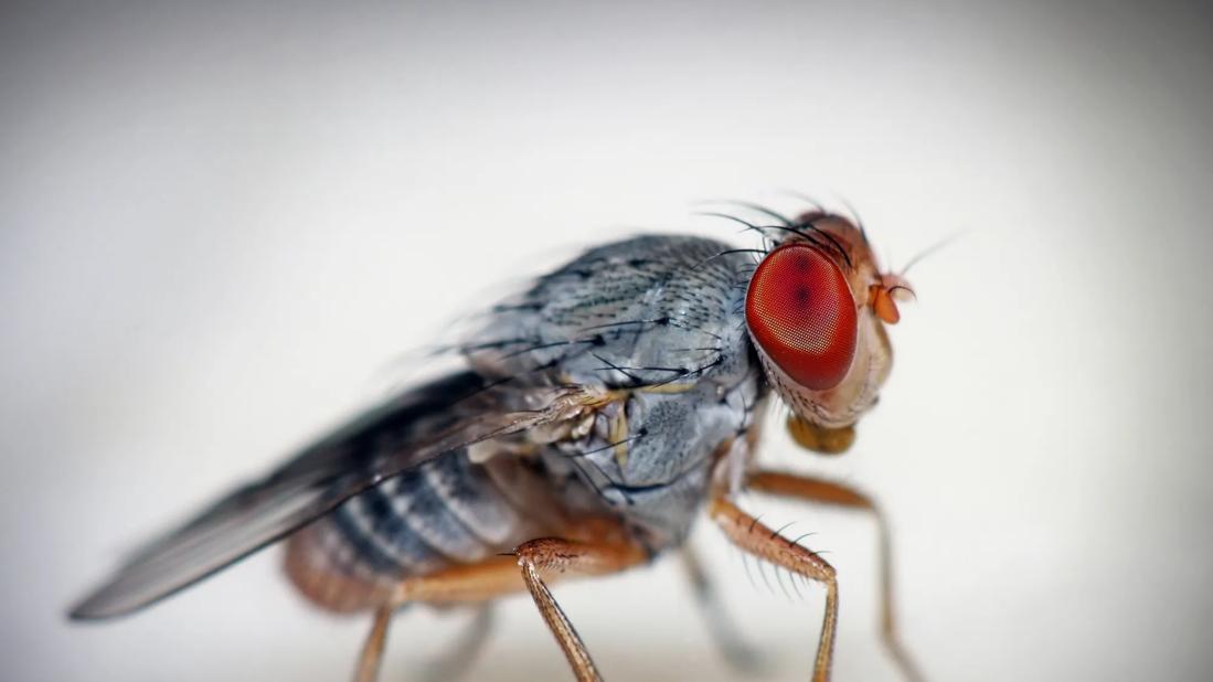 Close-up of a fruit fly