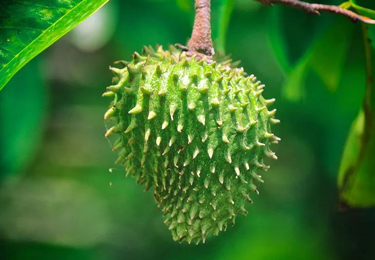 A piece of soursop, a fruit native to South America