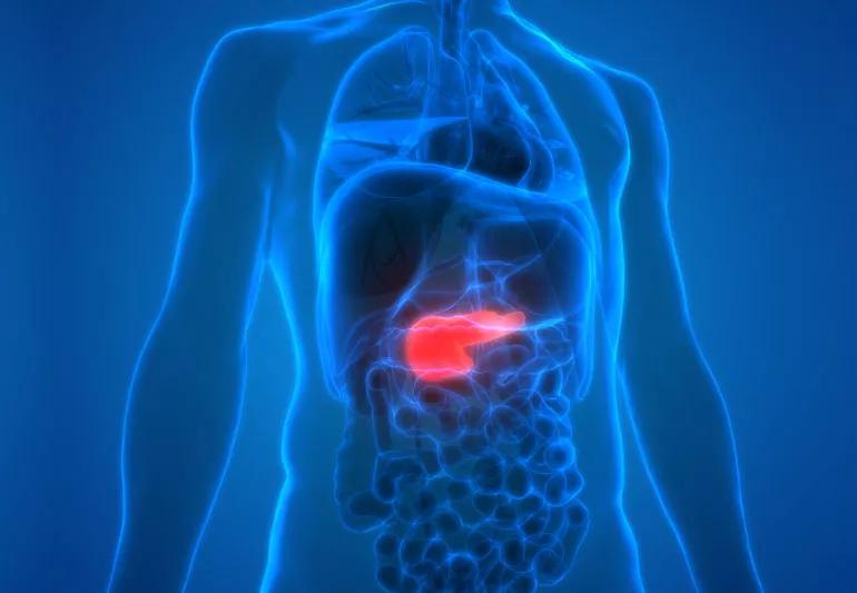 Illustration of the pancrease position in the human body