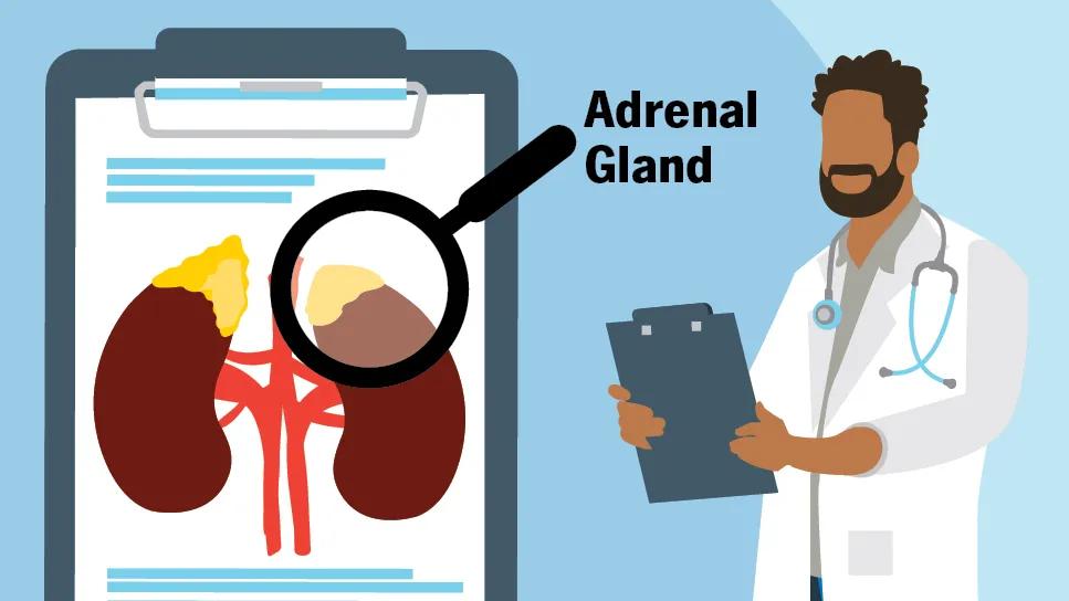 Healthcare provider holding clipboard, with view of kidneys and adrenal gland on clipboard chart