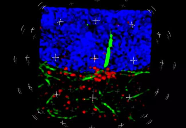 650&#215;450-proteases