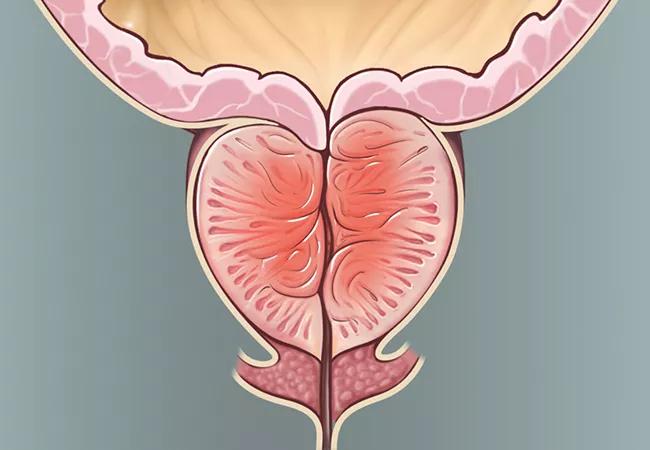 male urological anatomy