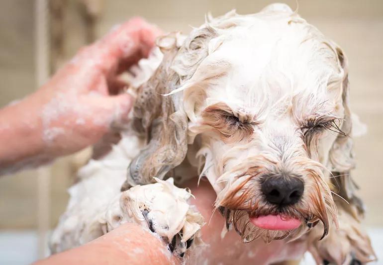 dog having a bath