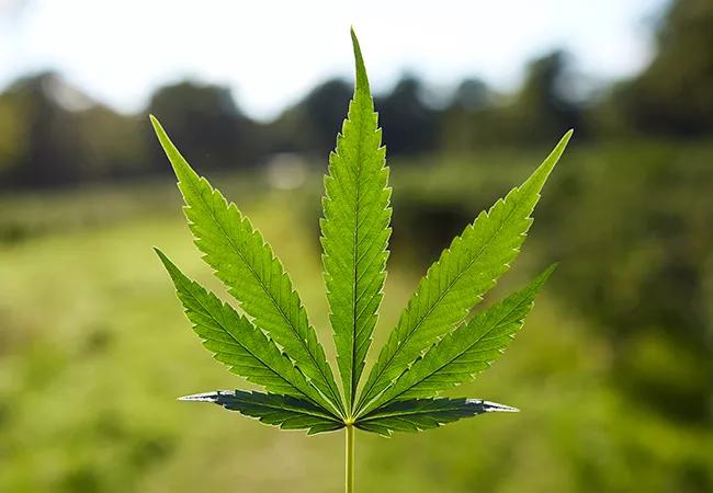 Close-up of natural pattern on cannabis leaf